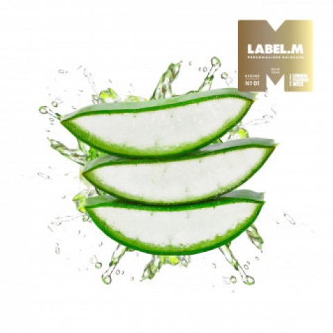 NƯỚC ÉP LÁ LÔ HỘI